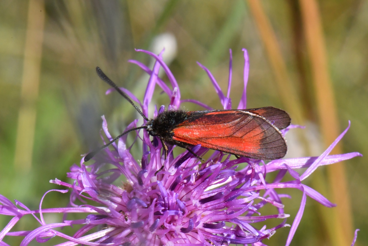 Zygaena minos/purpuralis