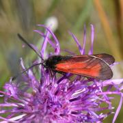 Zygaena minos/purpuralis