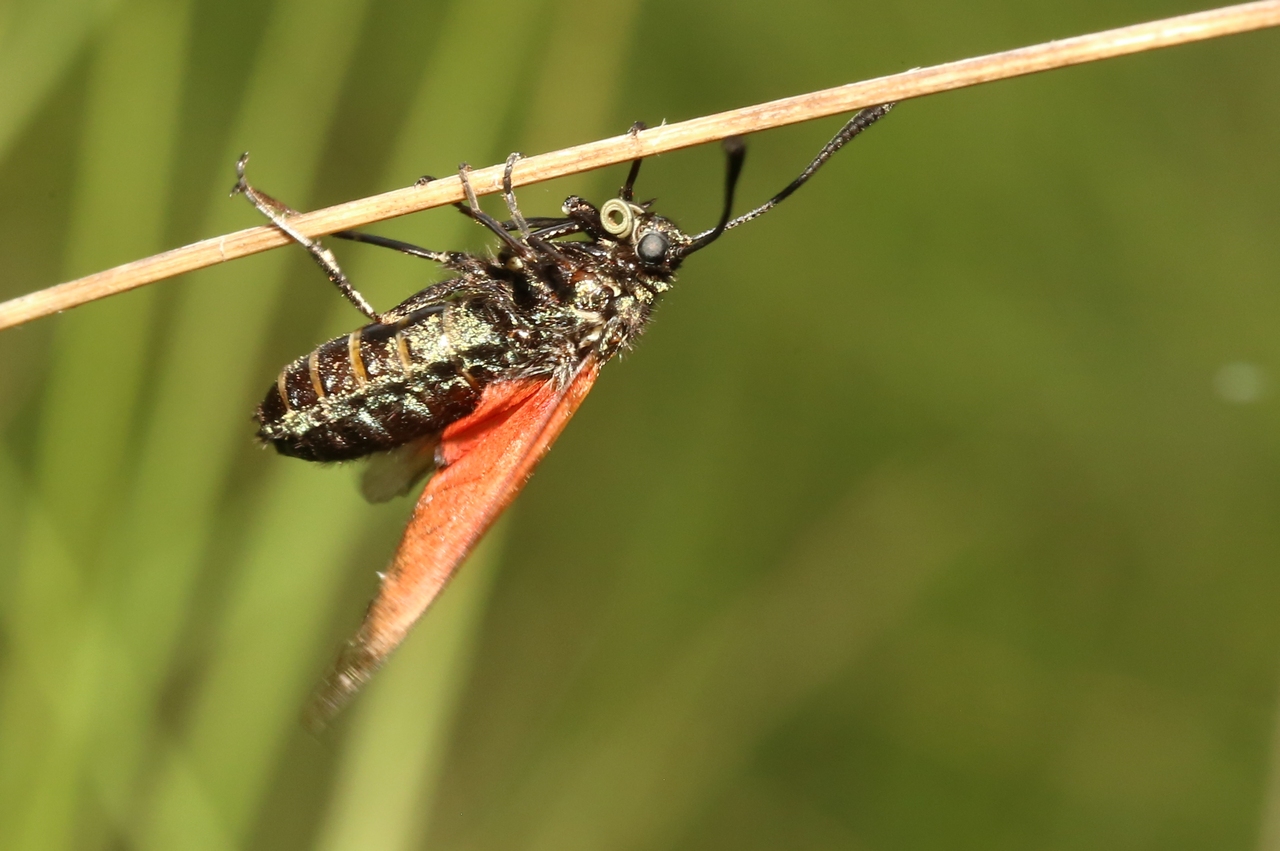 Zygaena minos/purpuralis 