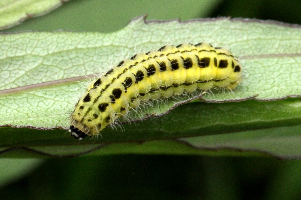 Zygaena transalpina (Esper, 1780) - Zygène transalpine (chenille)