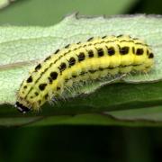 Zygaena transalpina (Esper, 1780) - Zygène transalpine (chenille)