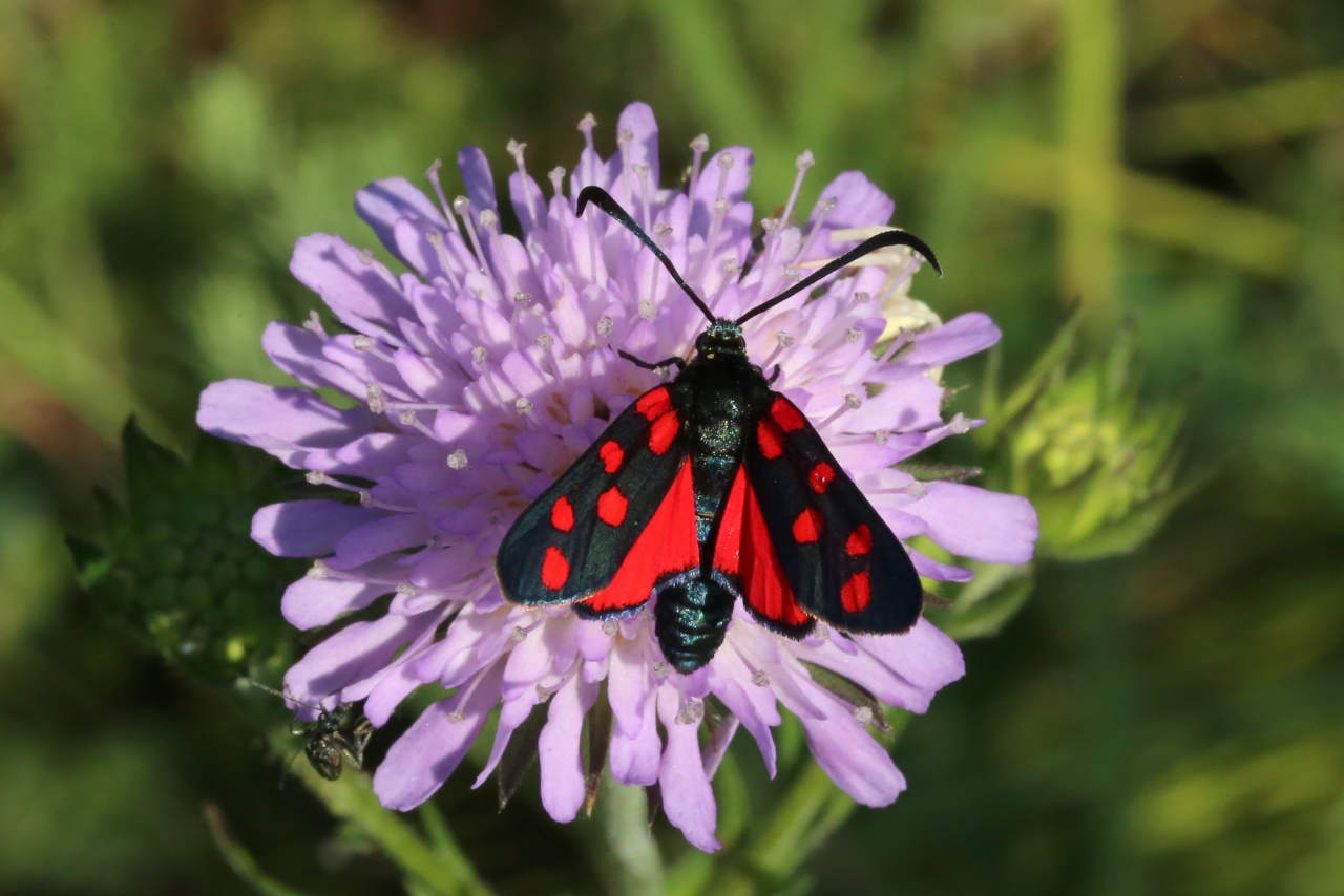 Zygaena transalpina (Esper, 1780) - Zygène transalpine