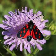 Zygaena transalpina (Esper, 1780) - Zygène transalpine