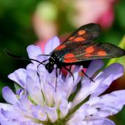 Zygaena viciae (Denis & Schiffermüller, 1775) - Zygène des Thérésiens, de la Jarosse