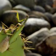 Mantis religiosa (Linnaeus, 1758) - Mante religieuse (femelle et oothèque)