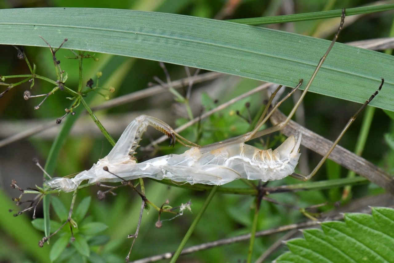 Mantis religiosa (Linnaeus, 1758) - Mante religieuse (exuvie)