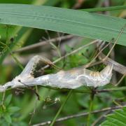 Mantis religiosa (Linnaeus, 1758) - Mante religieuse (exuvie)