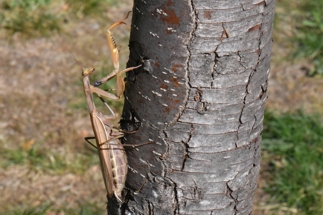 Mantis religiosa (Linnaeus, 1758) - Mante religieuse (femelle forme brune)