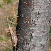 Mantis religiosa (Linnaeus, 1758) - Mante religieuse (femelle forme brune)