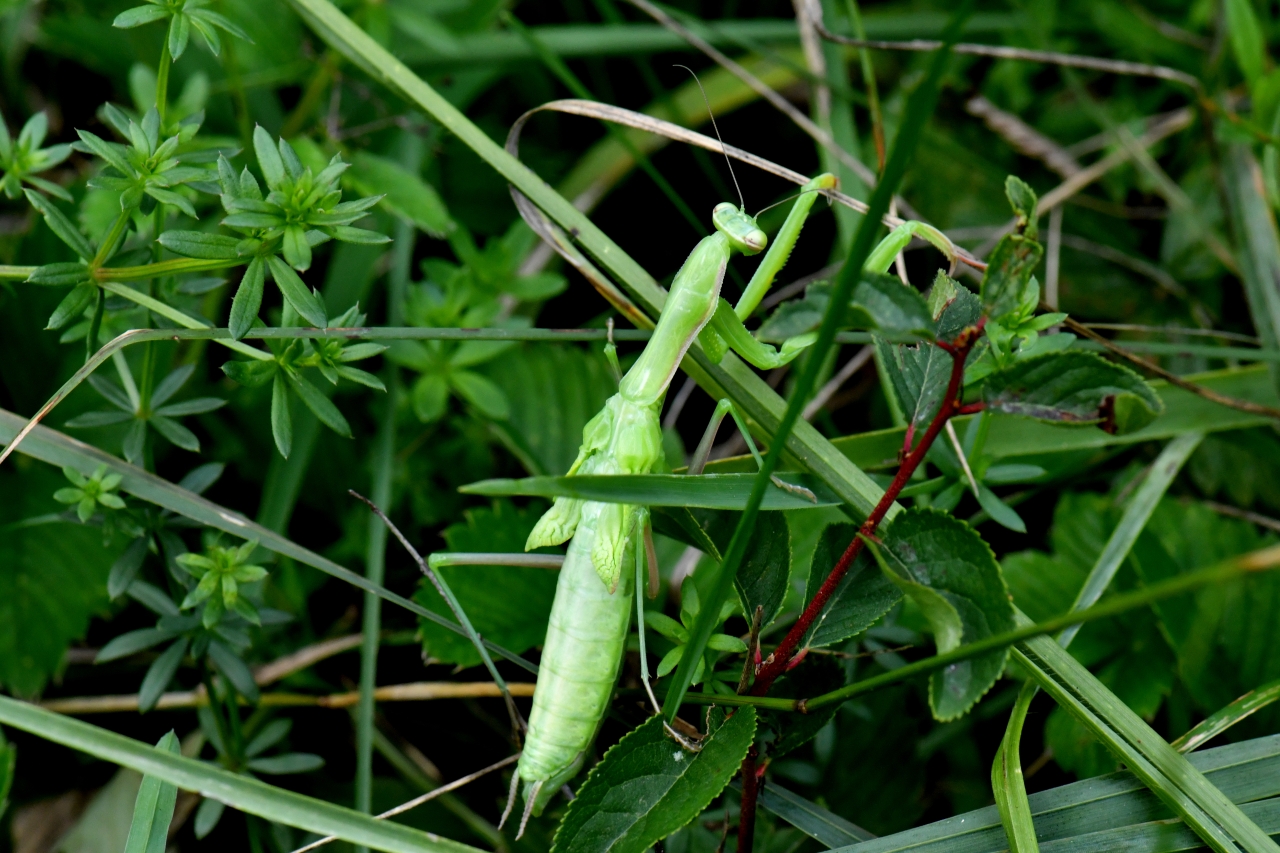 Mantis religiosa (Linnaeus, 1758) - Mante religieuse (mue imaginale et exuvie)