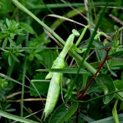 Mantis religiosa (Linnaeus, 1758) - Mante religieuse (mue imaginale et exuvie)