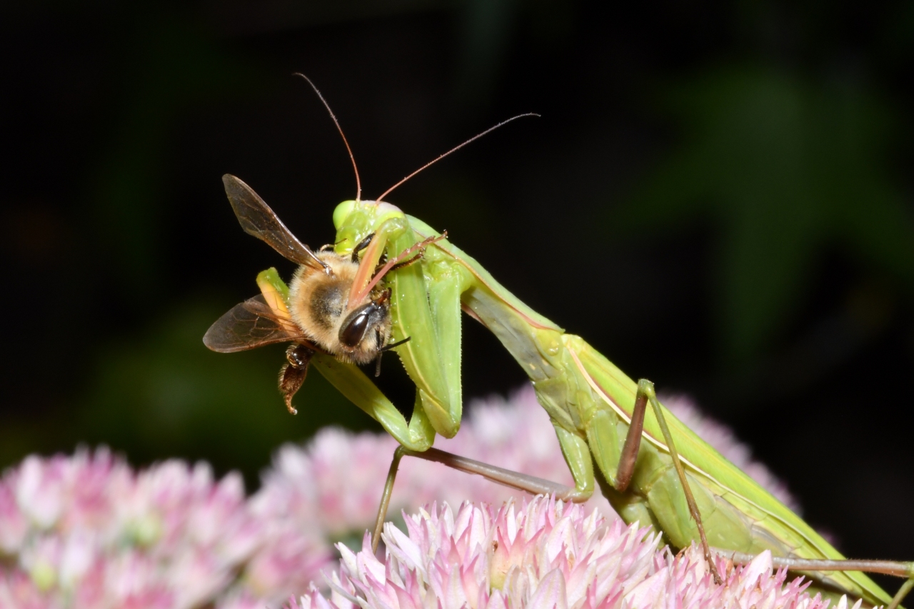 Mantis religiosa (Linnaeus, 1758) - Mante religieuse (femelle)