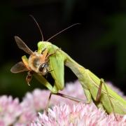 Mantis religiosa (Linnaeus, 1758) - Mante religieuse (femelle)