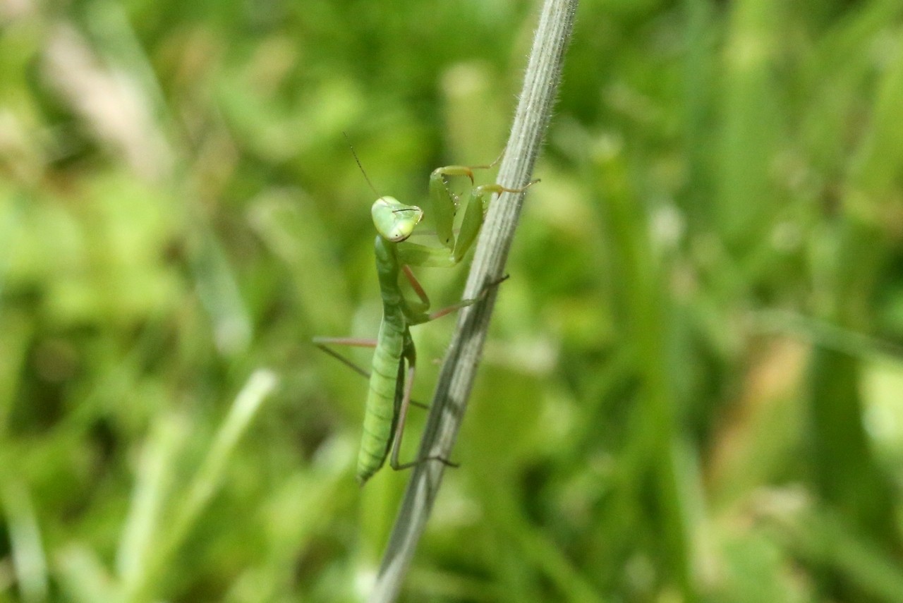 Mantis religiosa (Linnaeus, 1758) - Mante religieuse (larve) 