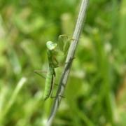 Mantis religiosa (Linnaeus, 1758) - Mante religieuse (larve) 