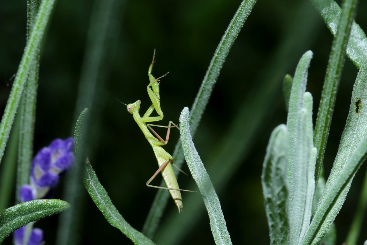 Mantis religiosa (Linnaeus, 1758) - Mante religieuse (larve) 