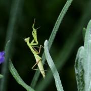 Mantis religiosa (Linnaeus, 1758) - Mante religieuse (larve) 