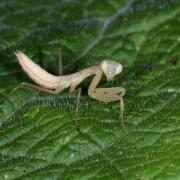 Mantis religiosa (Linnaeus, 1758) - Mante religieuse (larve) 