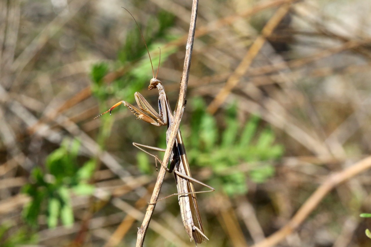 Mantis religiosa (Linnaeus, 1758) - Mante religieuse (mâle)