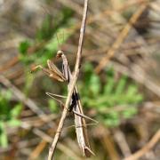 Mantis religiosa (Linnaeus, 1758) - Mante religieuse (mâle)