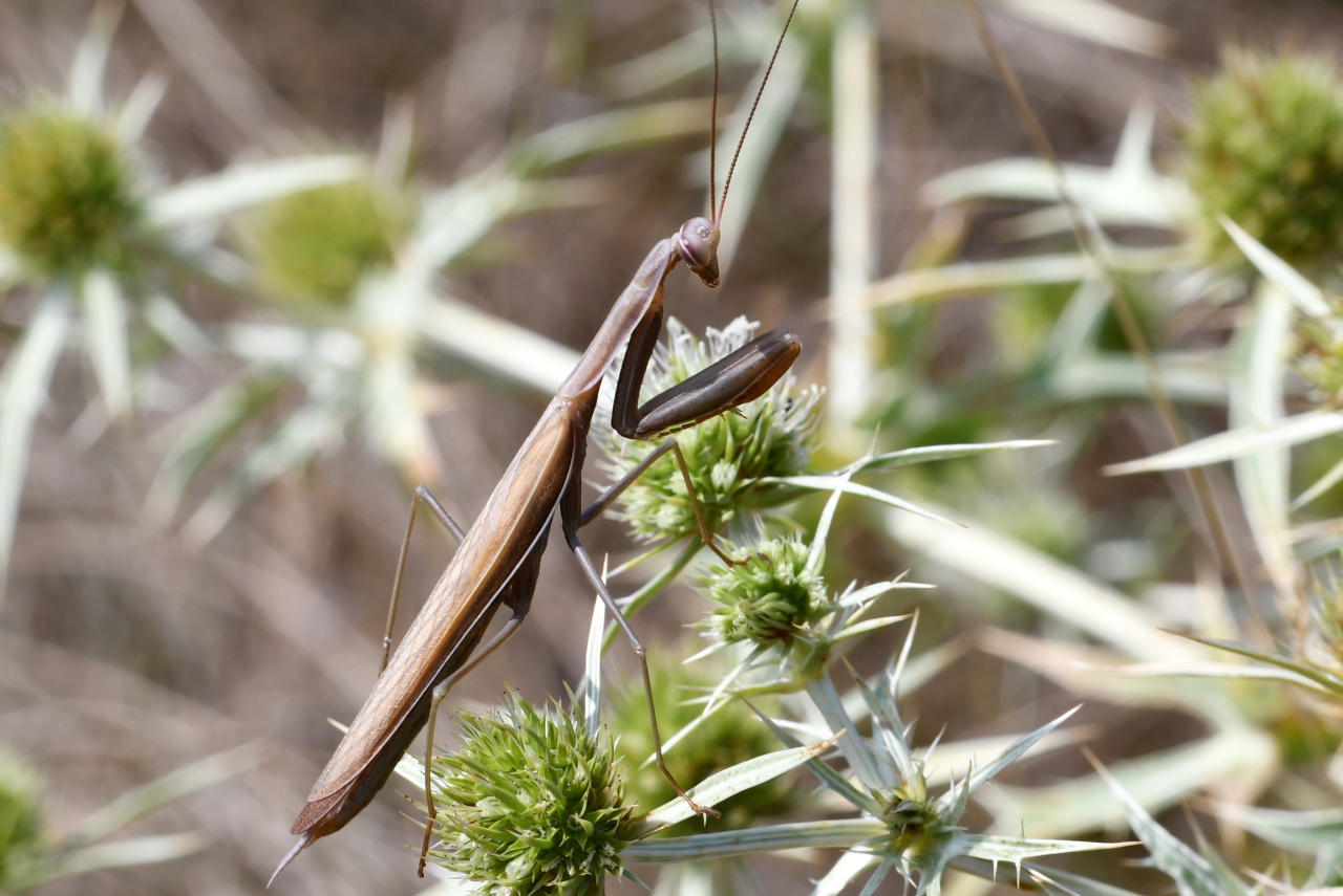 Mantis religiosa (Linnaeus, 1758) - Mante religieuse (mâle)