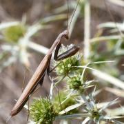 Mantis religiosa (Linnaeus, 1758) - Mante religieuse (mâle)