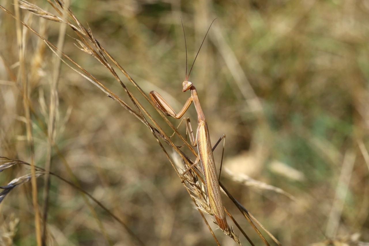 Mantis religiosa (Linnaeus, 1758) - Mante religieuse (mâle)