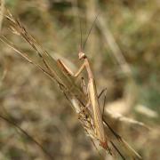 Mantis religiosa (Linnaeus, 1758) - Mante religieuse (mâle)