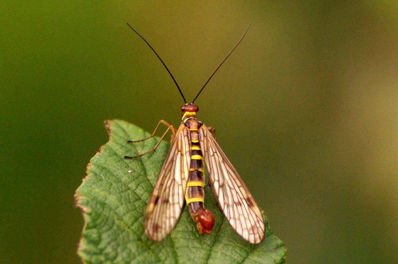 Panorpa cognata Rambur, 1842