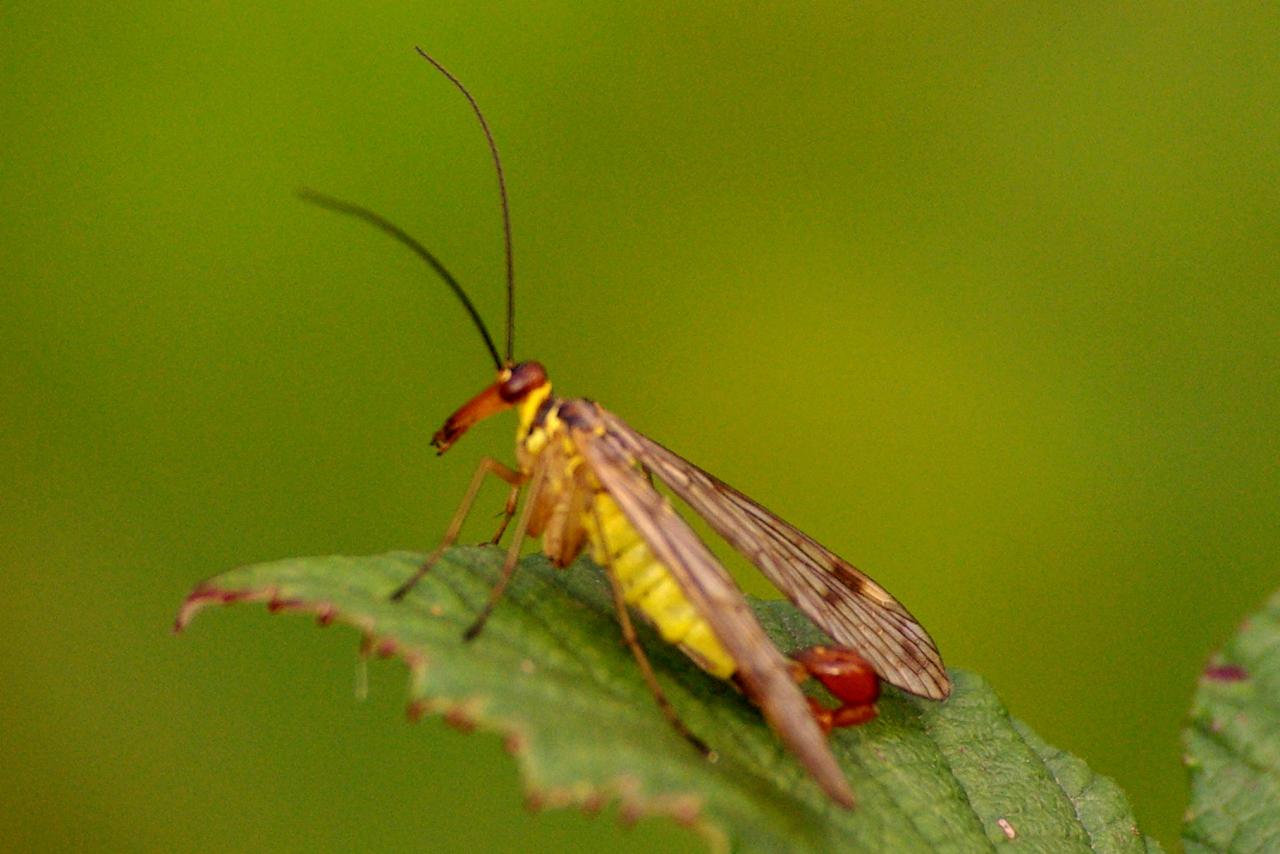 Panorpa cognata Rambur, 1842