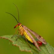 Panorpa cognata Rambur, 1842