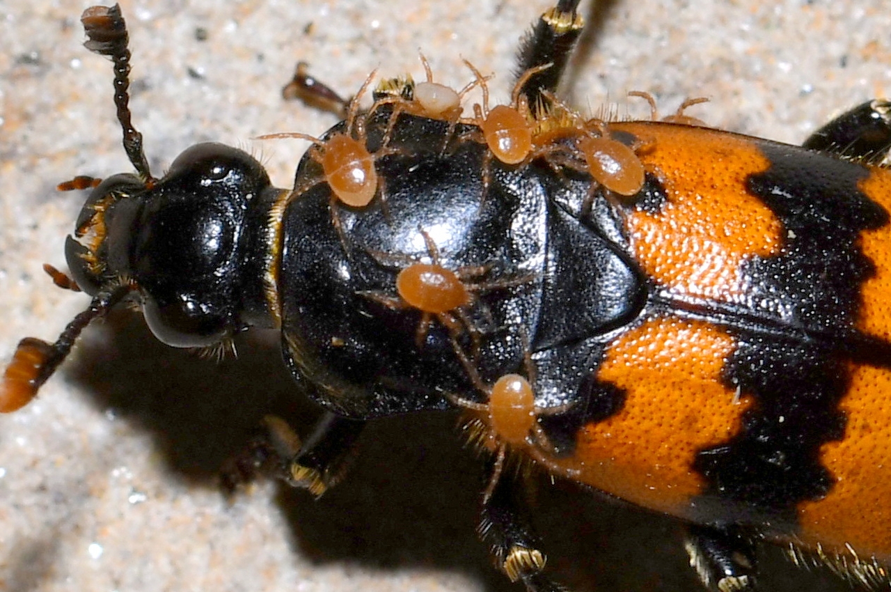 Poecilochirus sp 