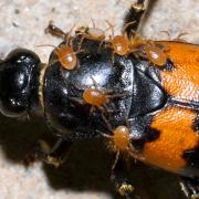 Poecilochirus sp 