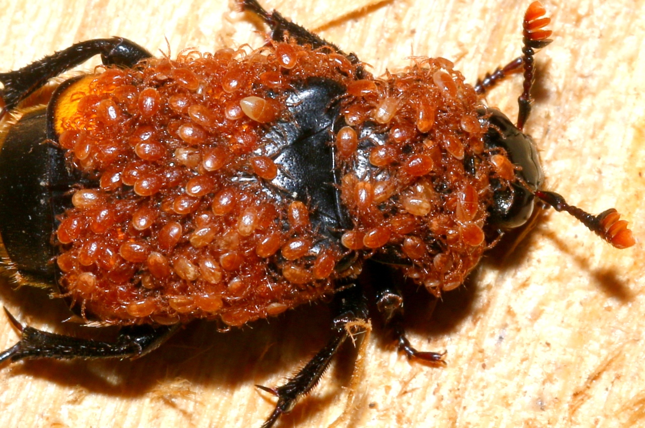 Poecilochirus sp 