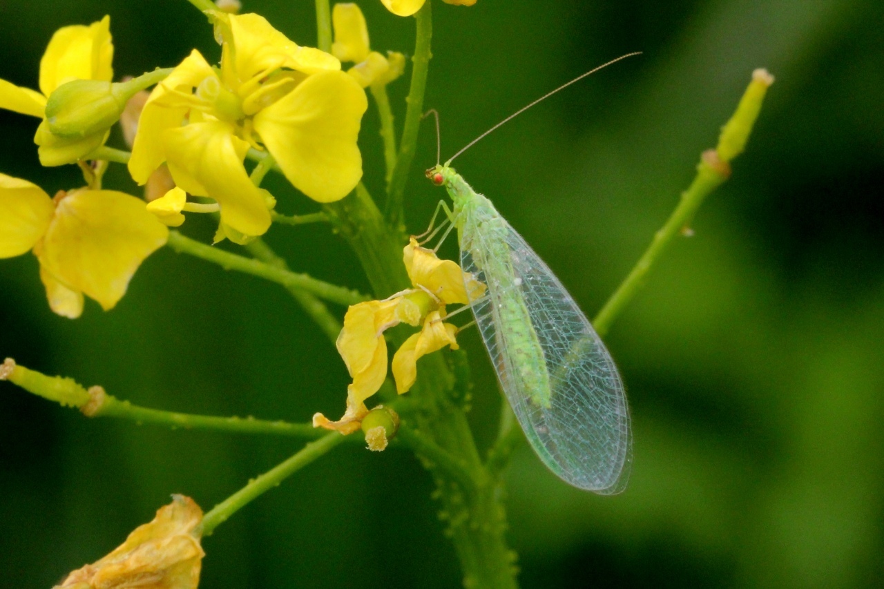 Chrysoperla sp 