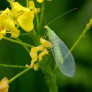 Chrysoperla sp 