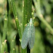 Chrysopa perla (Linnaeus, 1758) - Lion des pucerons