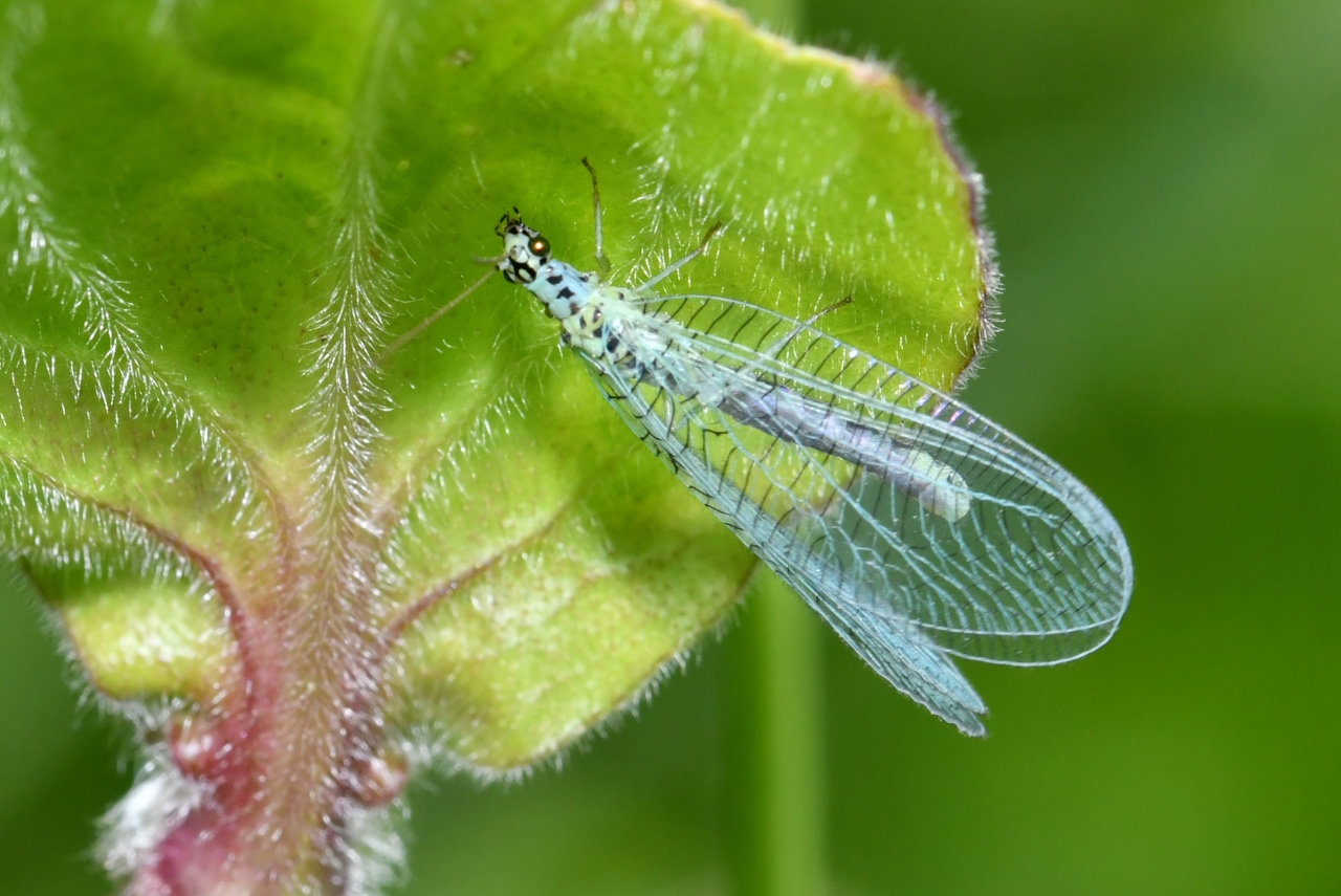 Chrysopa perla (Linnaeus, 1758) - Lion des pucerons