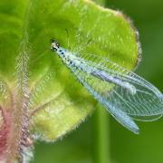 Chrysopa perla (Linnaeus, 1758) - Lion des pucerons