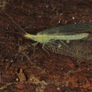 Chrysoperla carnea (Stephens, 1836) - Demoiselle aux yeux d'or