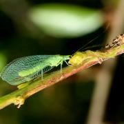 Chrysoperla carnea (Stephens, 1836) - Demoiselle aux yeux d'or