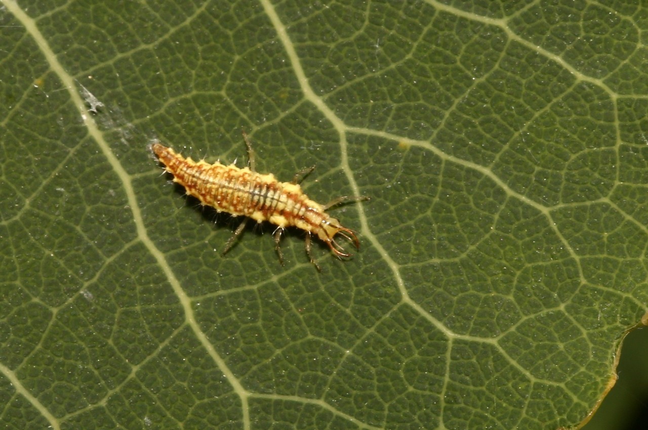 Chrysoperla sp (larve) 