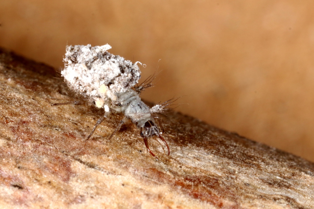 Apertochrysa sp (larve ) - Anciennement Pseudomallada sp. 