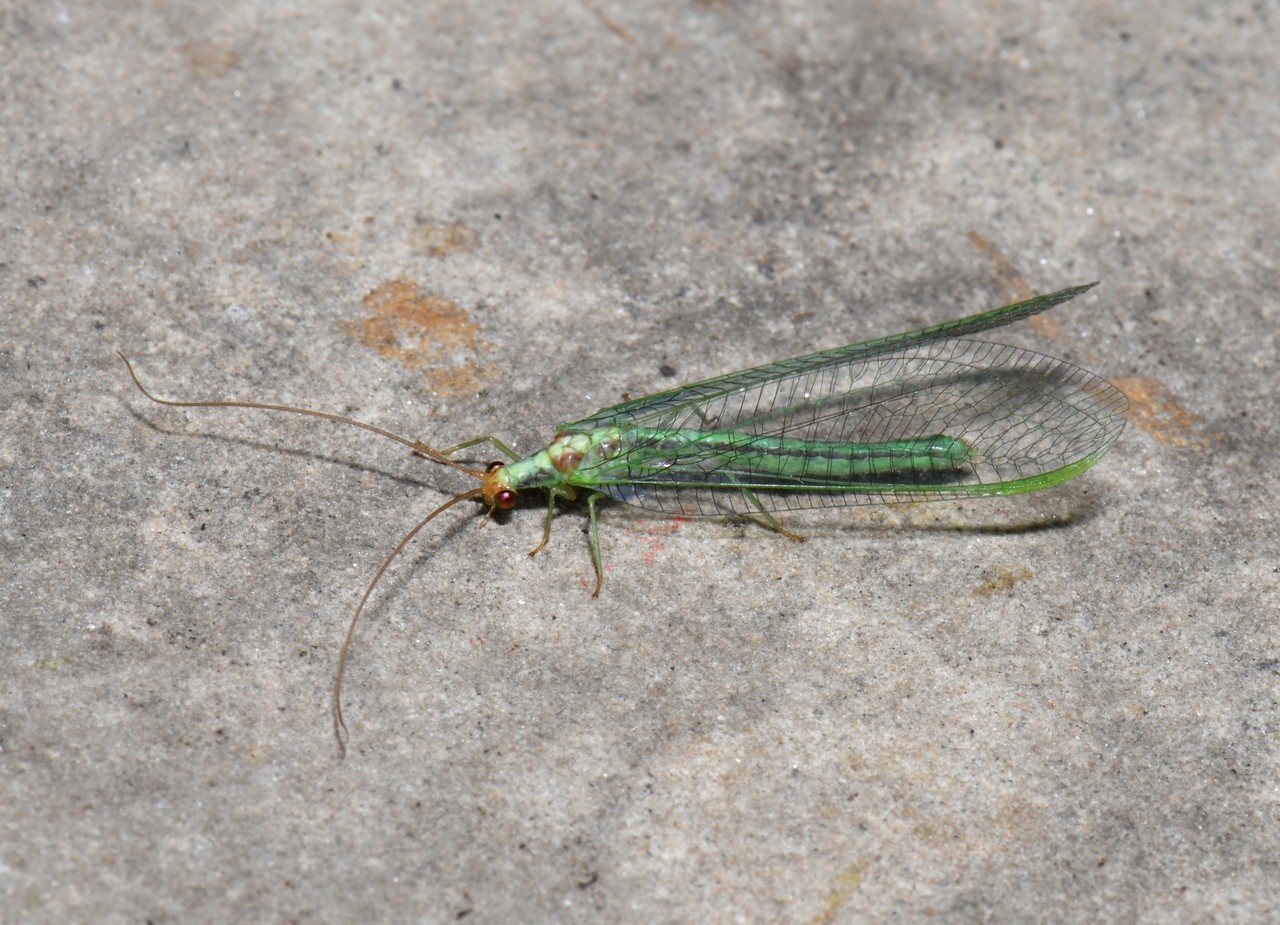 Nineta pallida (Schneider, 1846) 