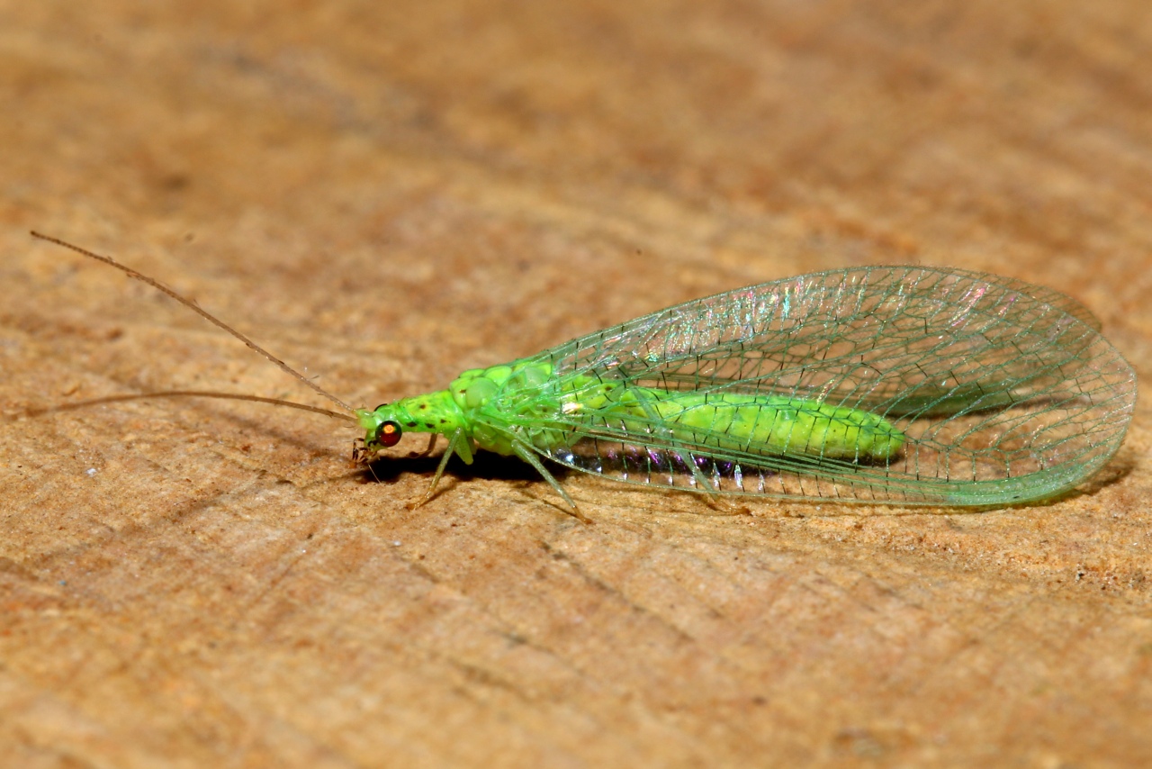 Apertochrysa prasina (Burmeister, 1839)