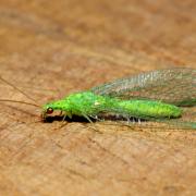 Apertochrysa prasina (Burmeister, 1839)