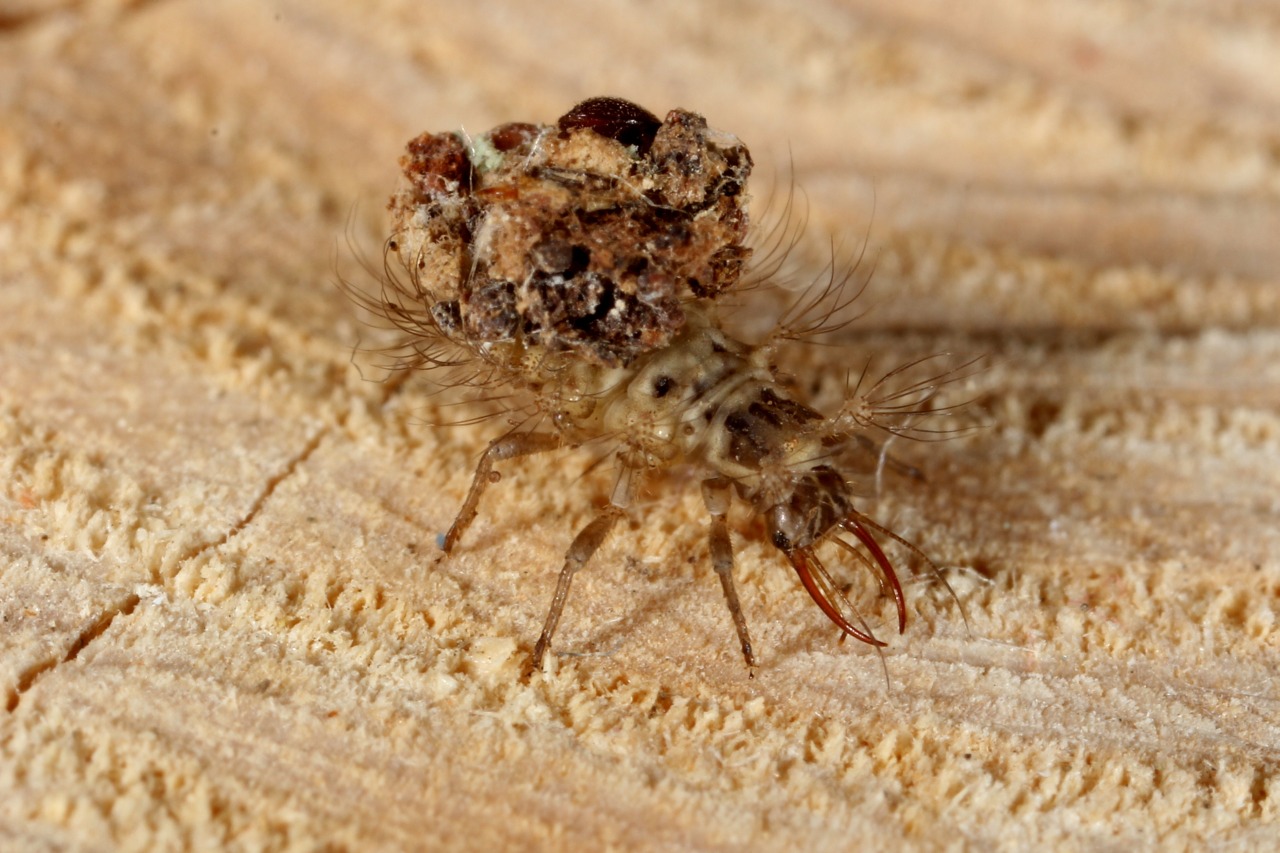 Apertochrysa sp (larve) - Anciennement Pseudomallada sp. 