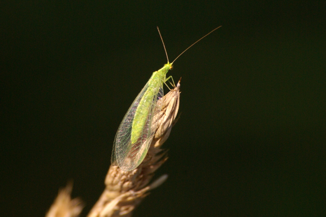 Chrysoperla sp 