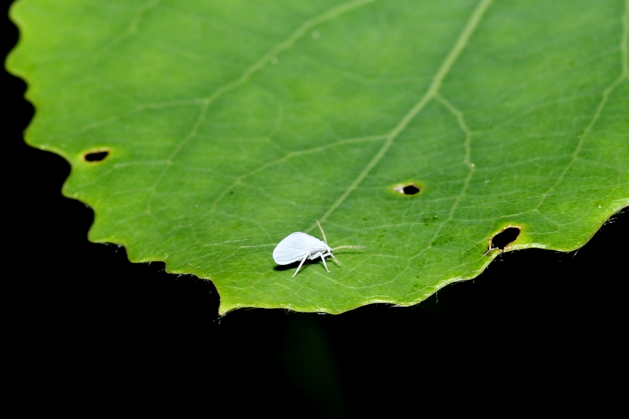 Espèce Indéterminée de la famille des Coniopterygidae