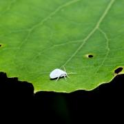 Espèce Indéterminée de la famille des Coniopterygidae